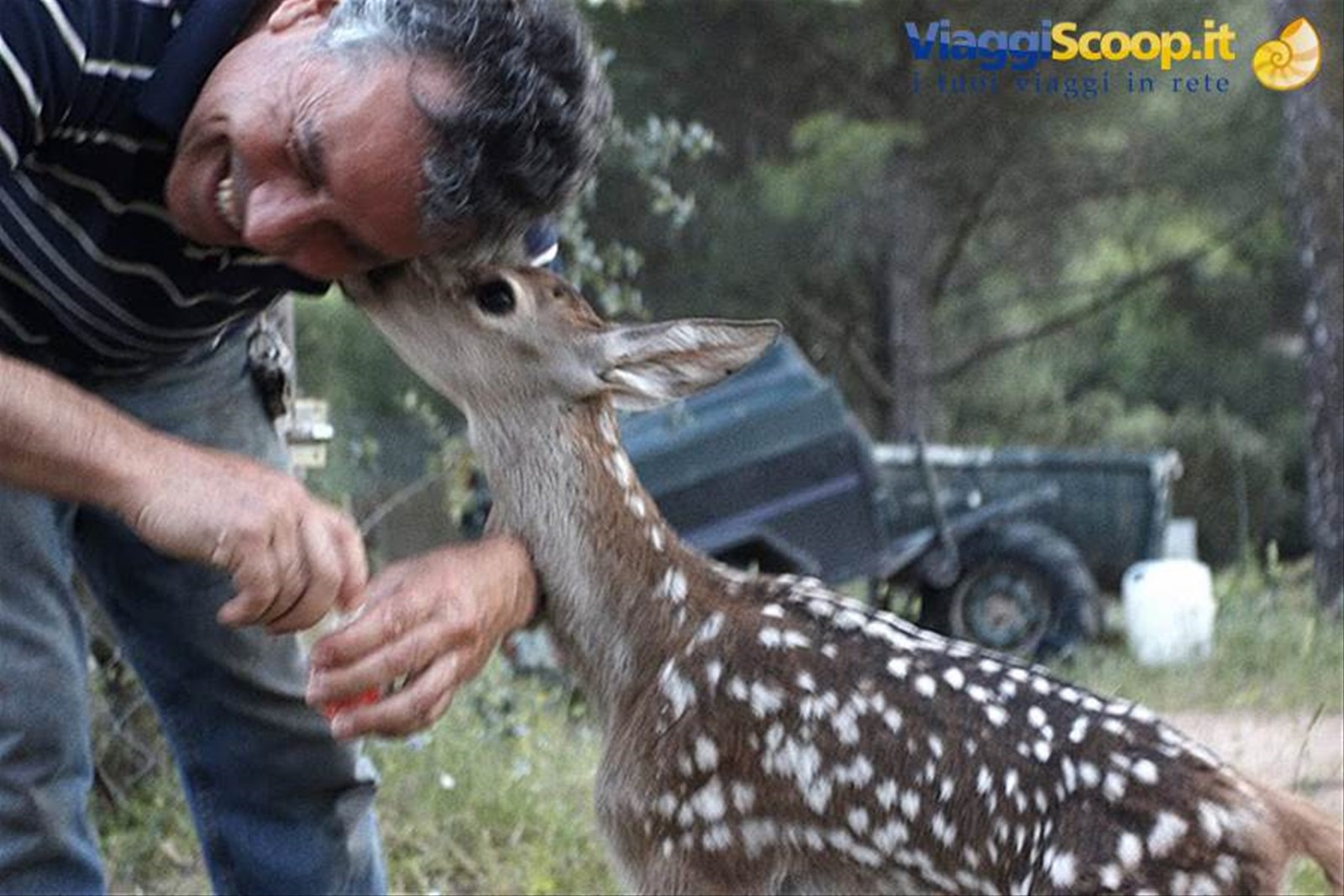 Cucciolo di cervo nella Sierra de Andujar