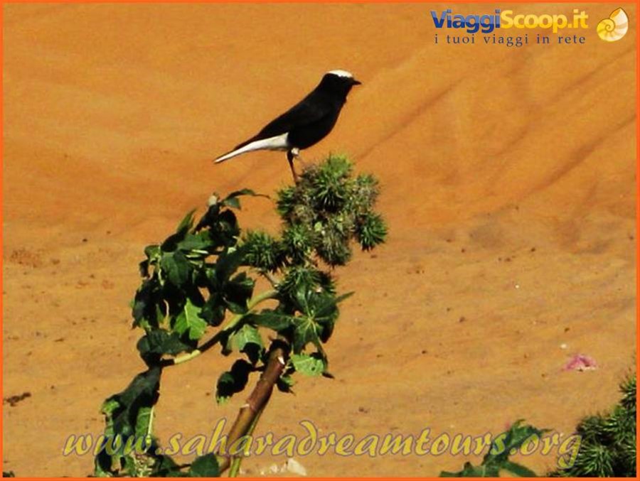Bird-Watching Tours