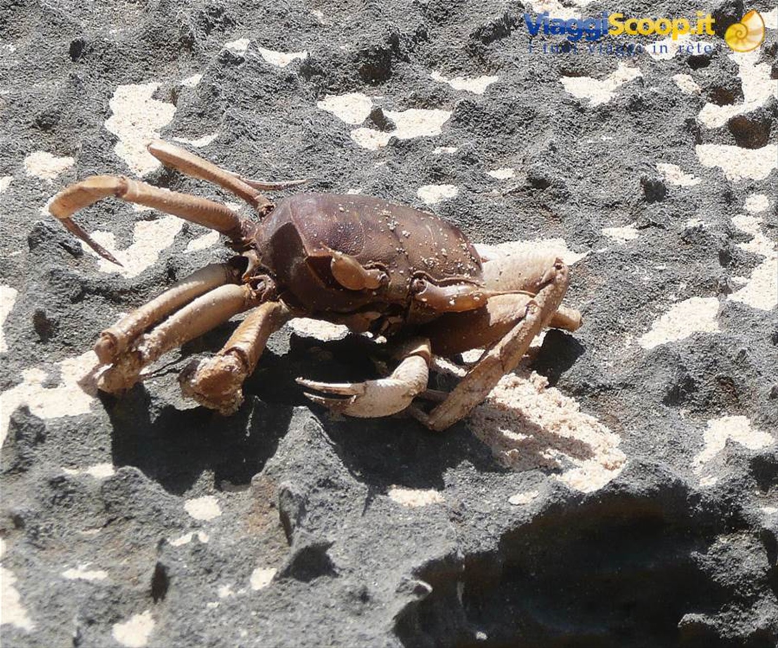Fossile di granchio.. perfettamente intatto!