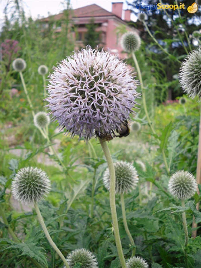 orto botanico