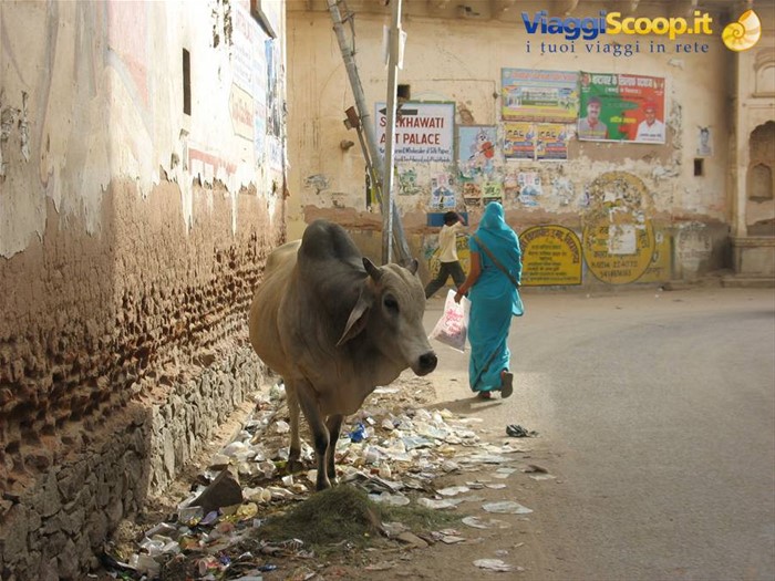Nawalgarh