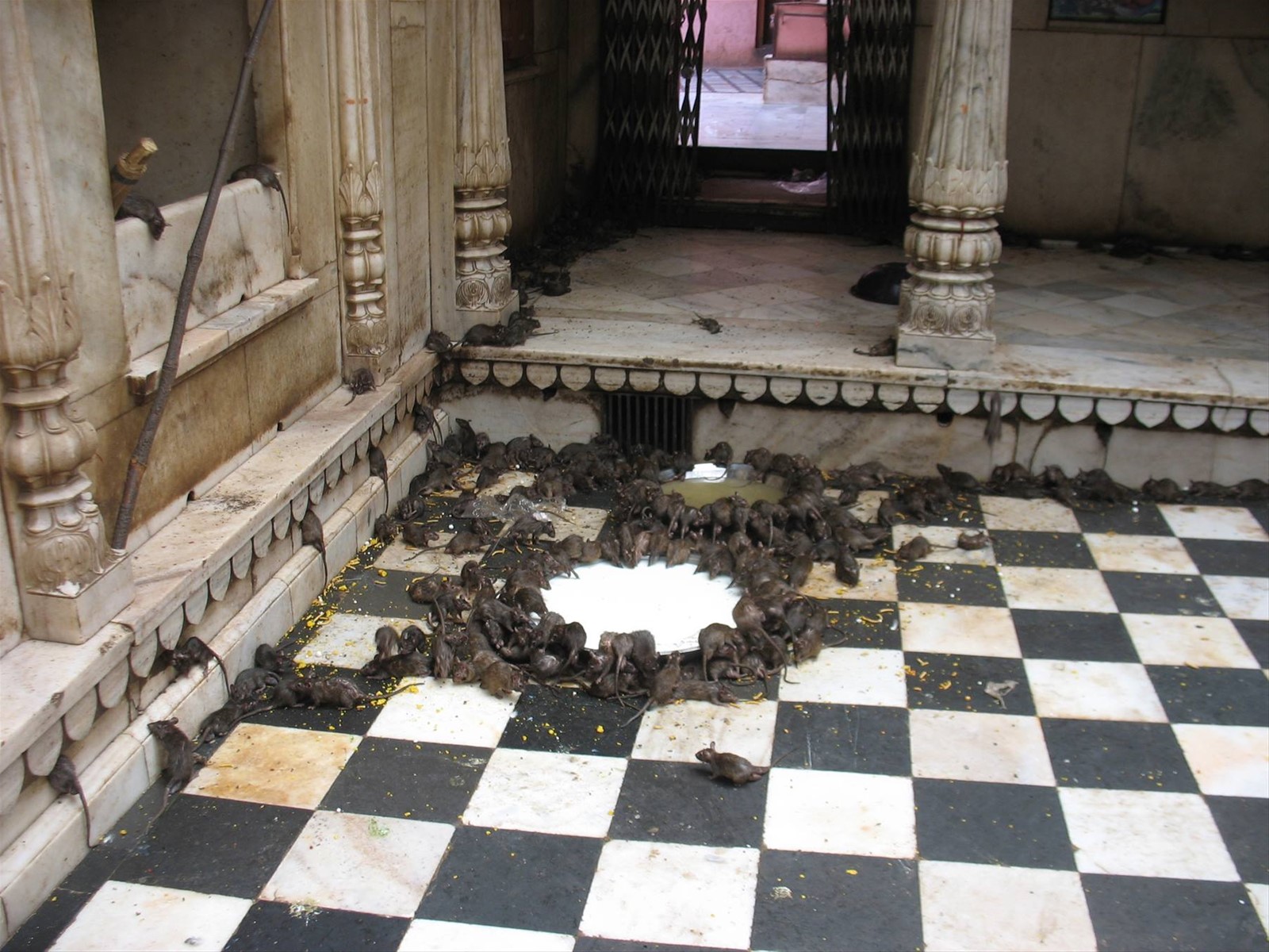 Deshnok - Karni Mata Temple