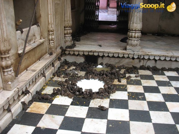 Deshnok - Karni Mata Temple