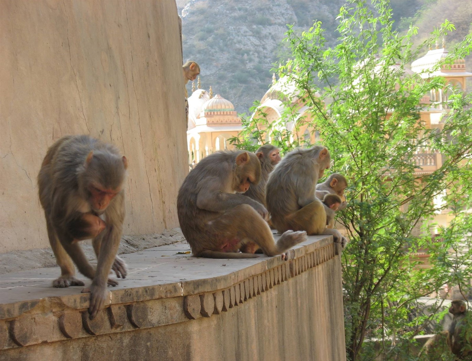 Jaipur - Galta Temple
