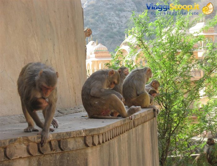 Jaipur - Galta Temple