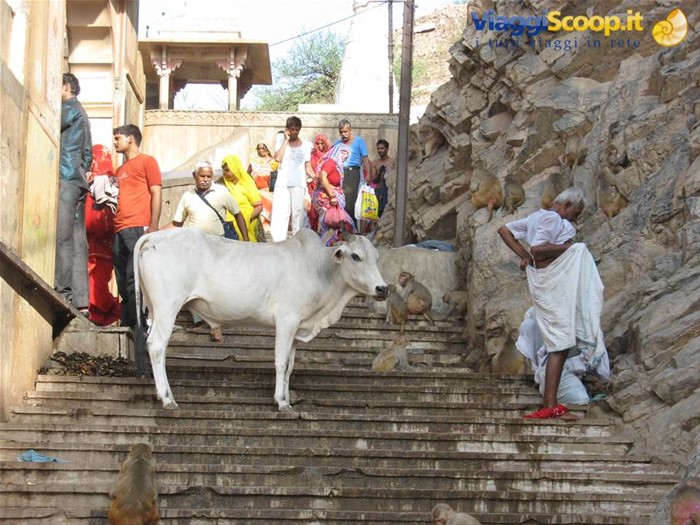 Jaipur - Galta Temple
