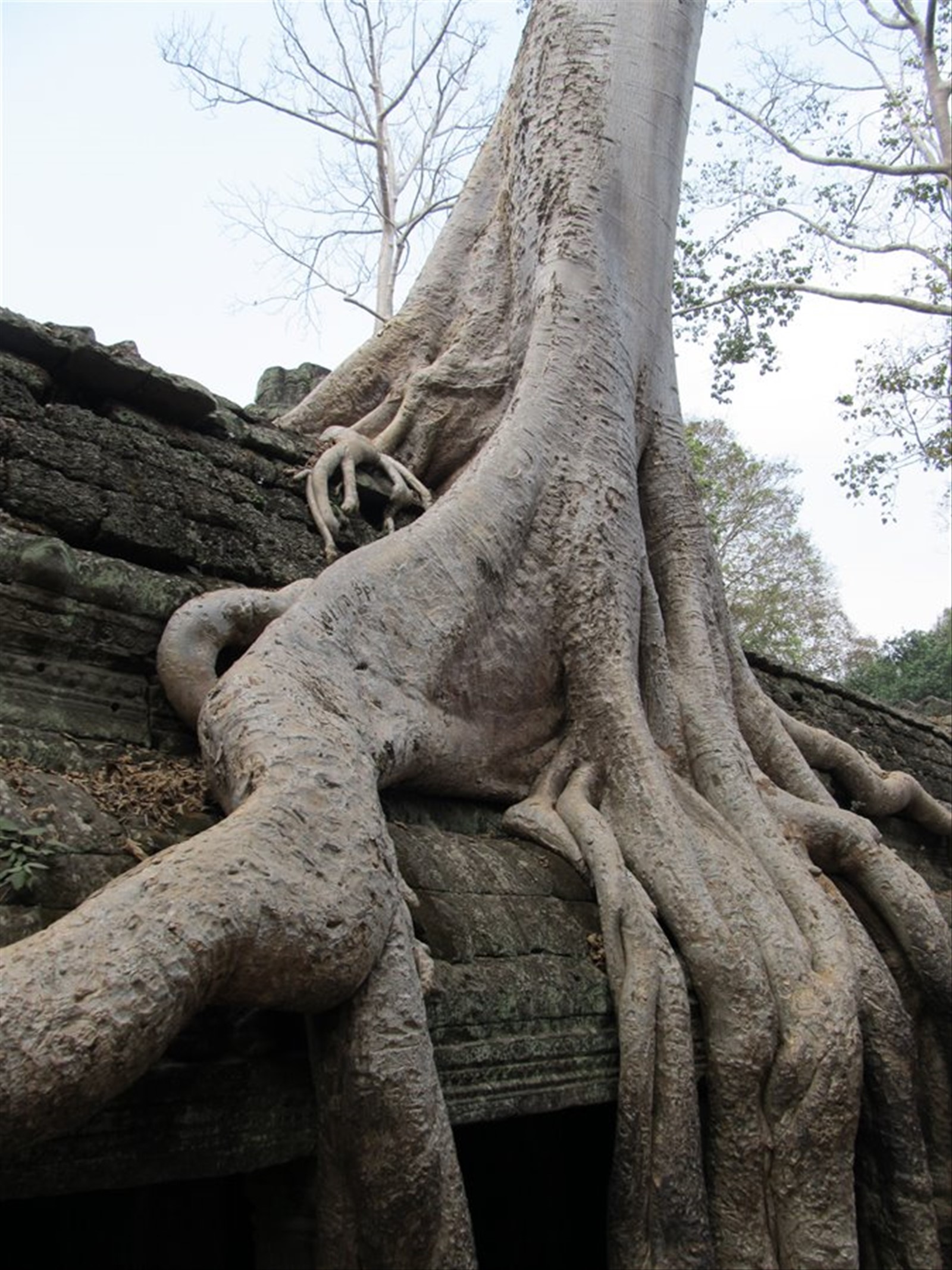 Ta Prohm