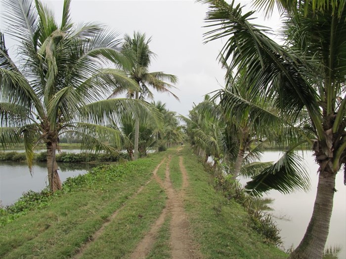 Hoi An - Campagna vietnamita