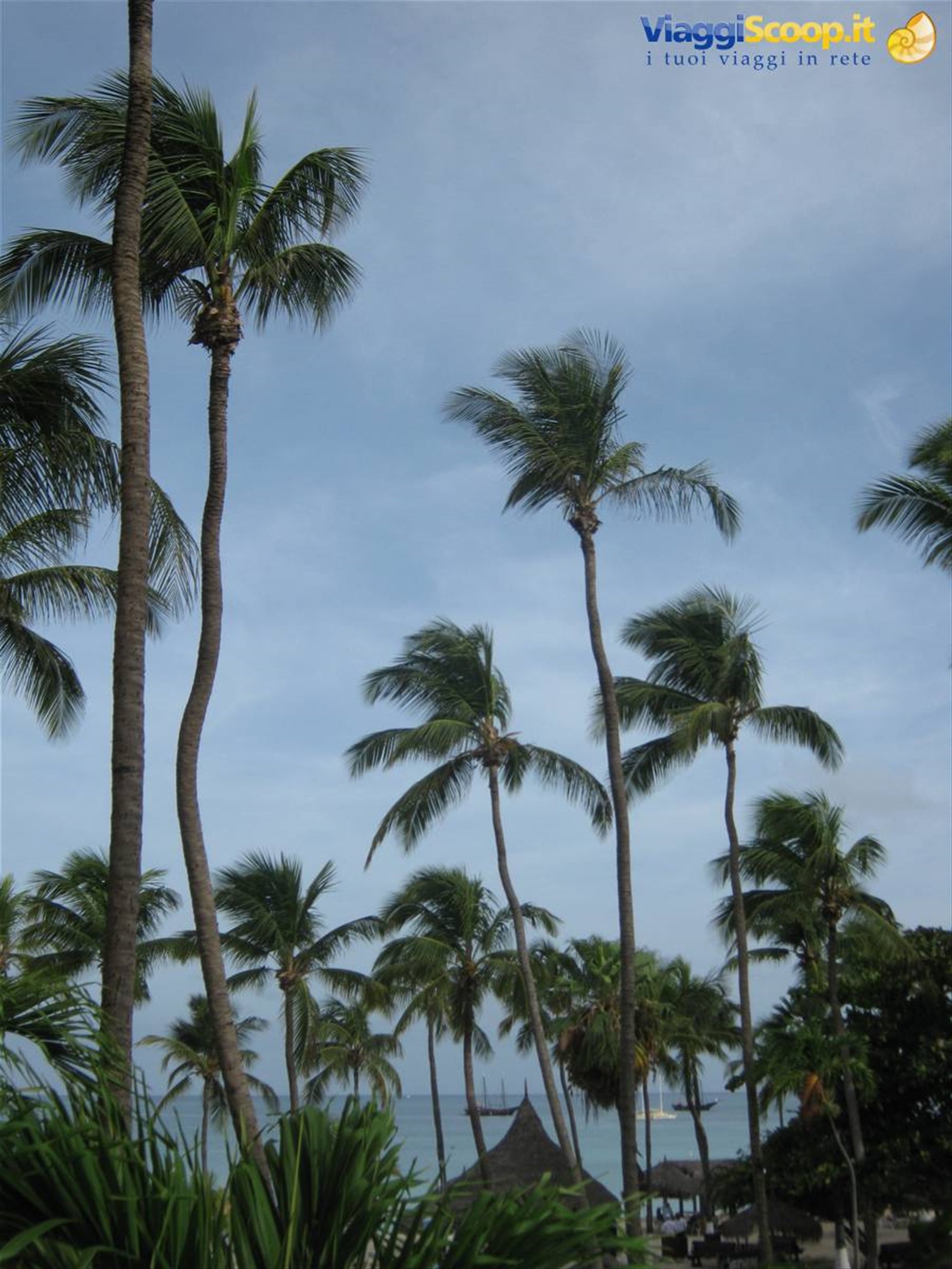 palme di palm beach