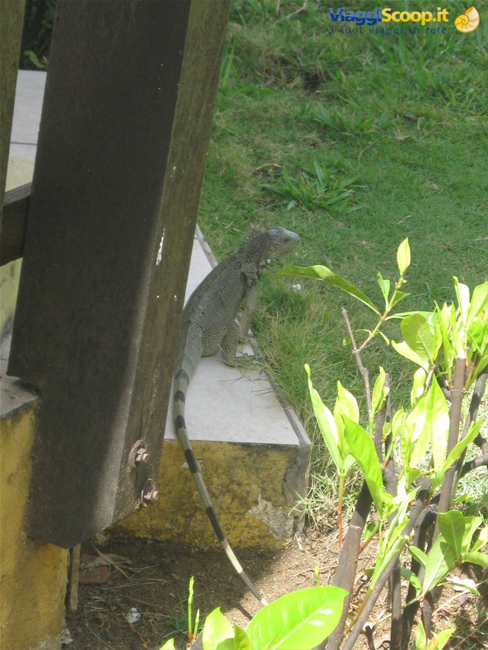 iguana al bar