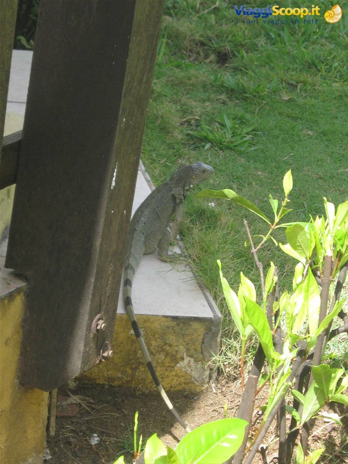 iguana al bar