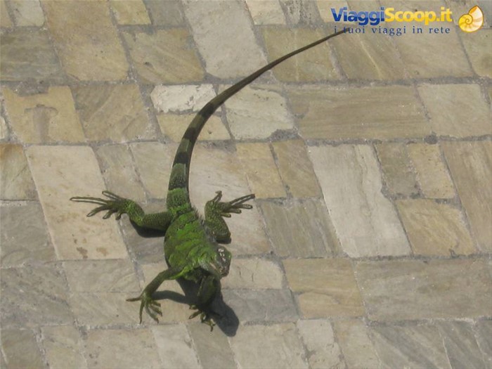 iguana in piscina
