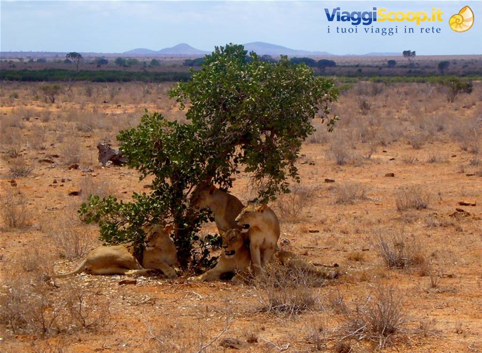 Jambo Kenya a presto