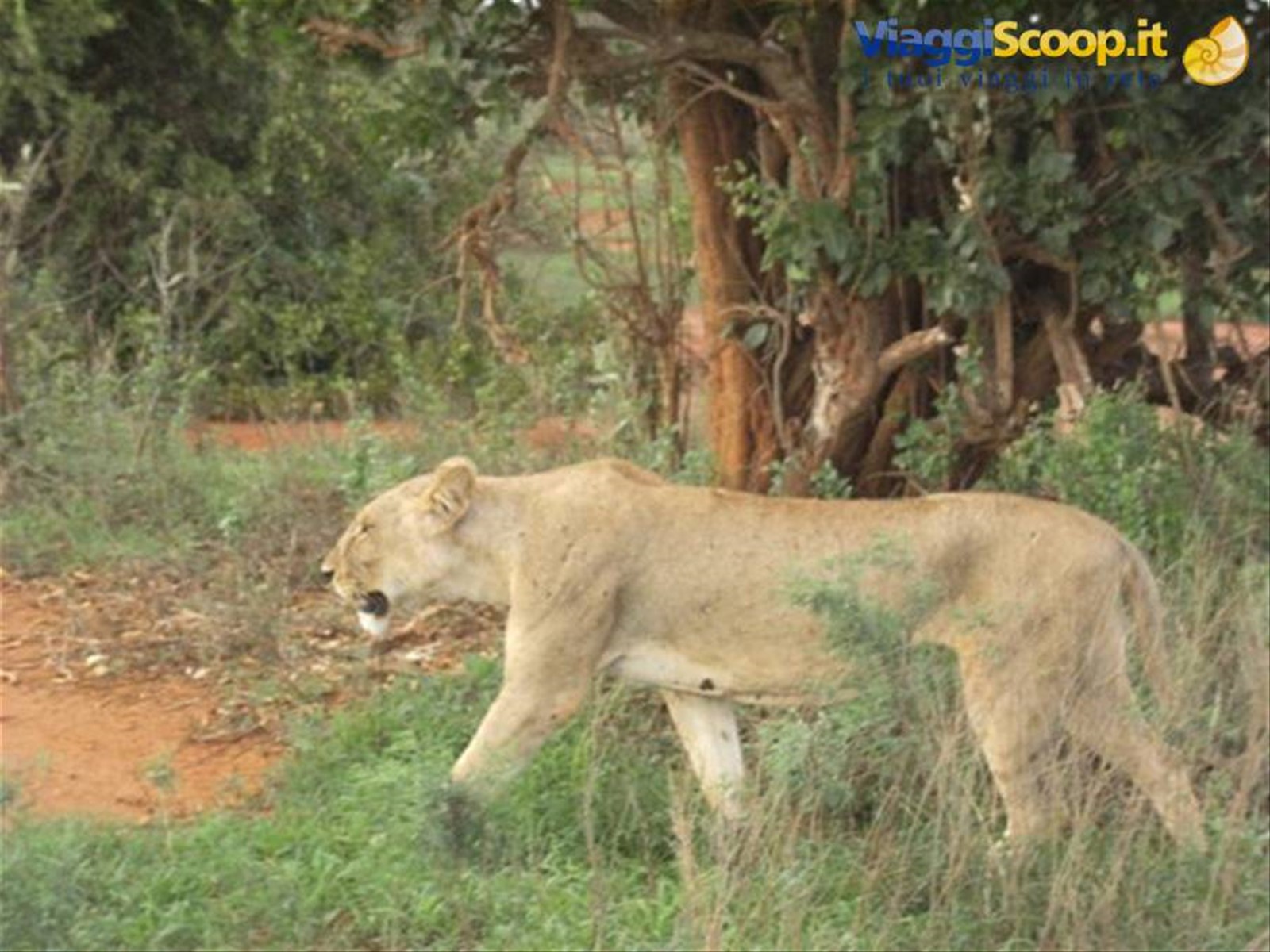 Foto di viaggio in KENYA
