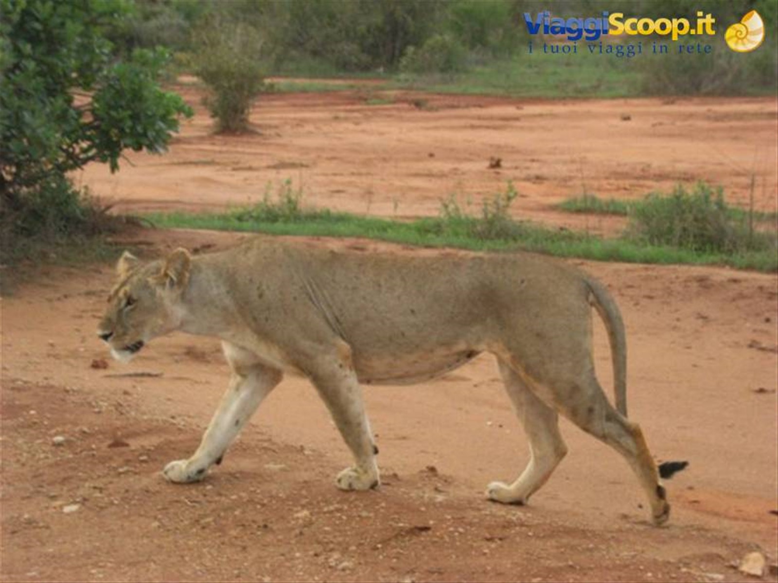 Foto di viaggio in KENYA