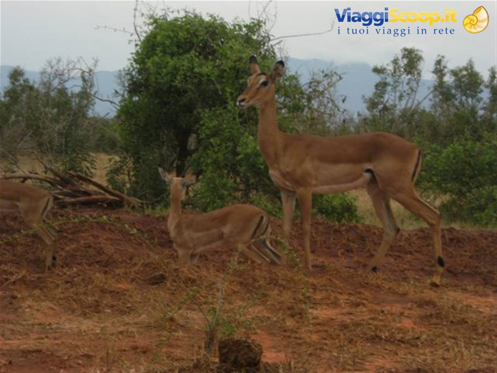 Foto di viaggio in KENYA