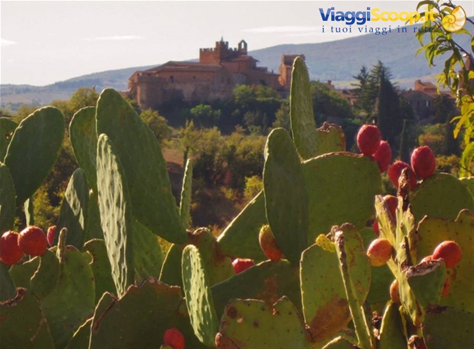 Certaldo Alto (FI) tra i fichi d'india nella campagna toscana