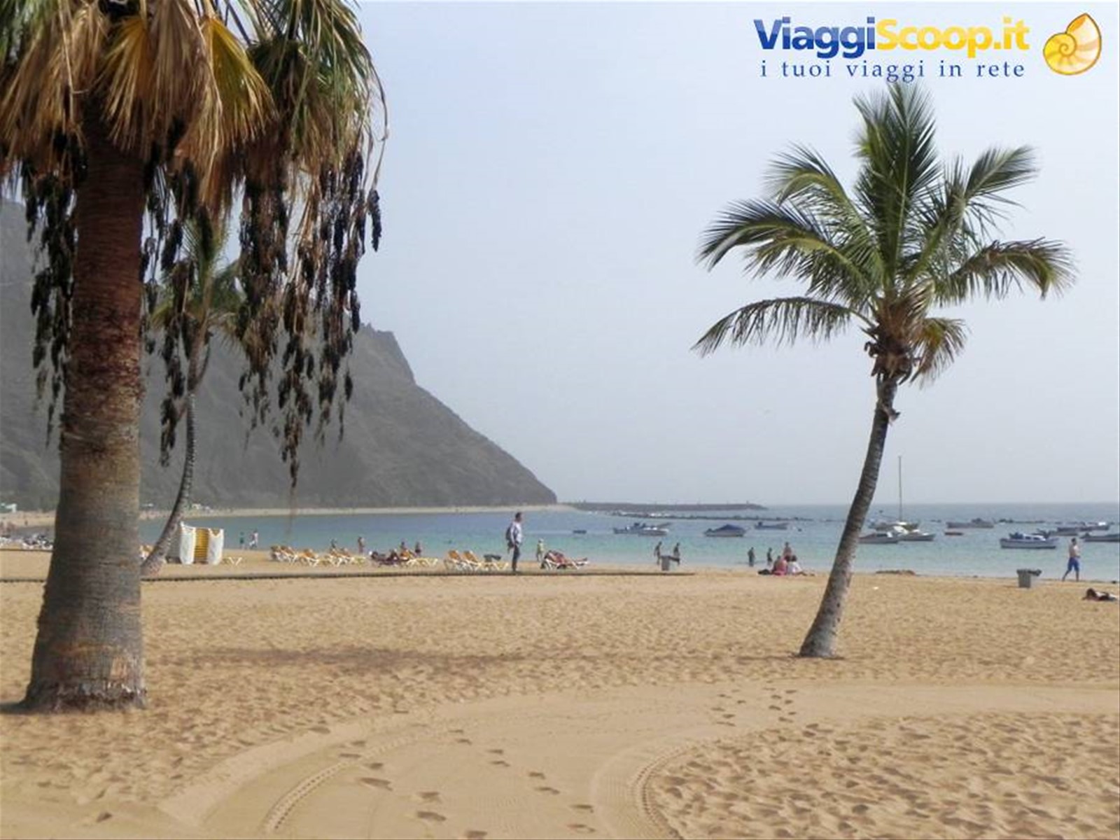 Palme nella spiaggia di Las Teresitas, a Nord di Tenerife