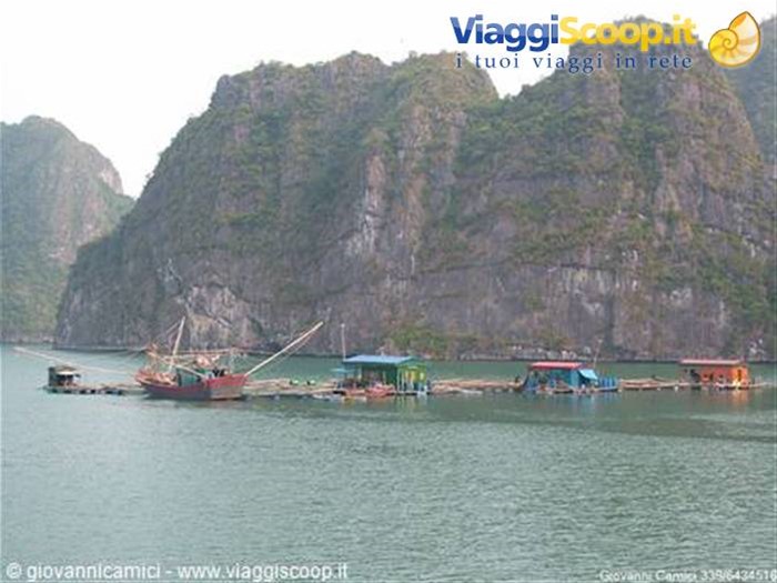 Baia di Halong-case galleggianti dei pescatori