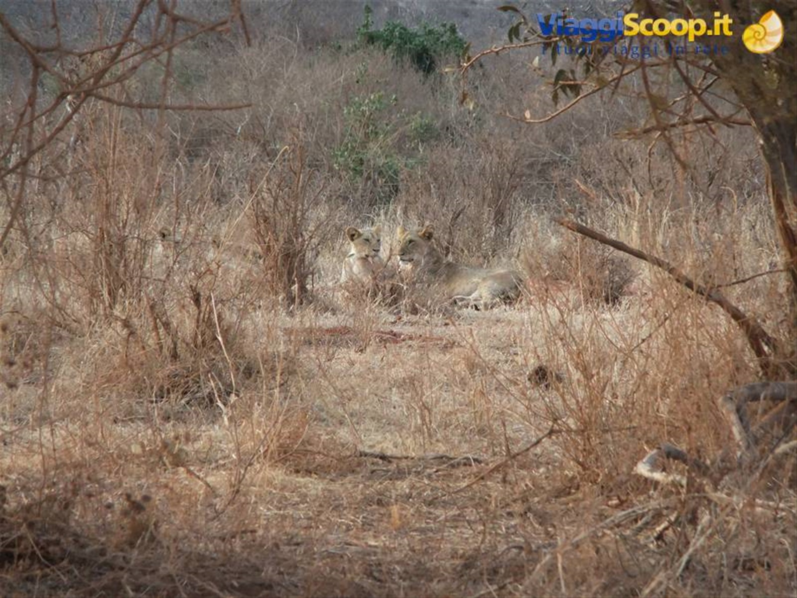 LEONI TSAVO EAST