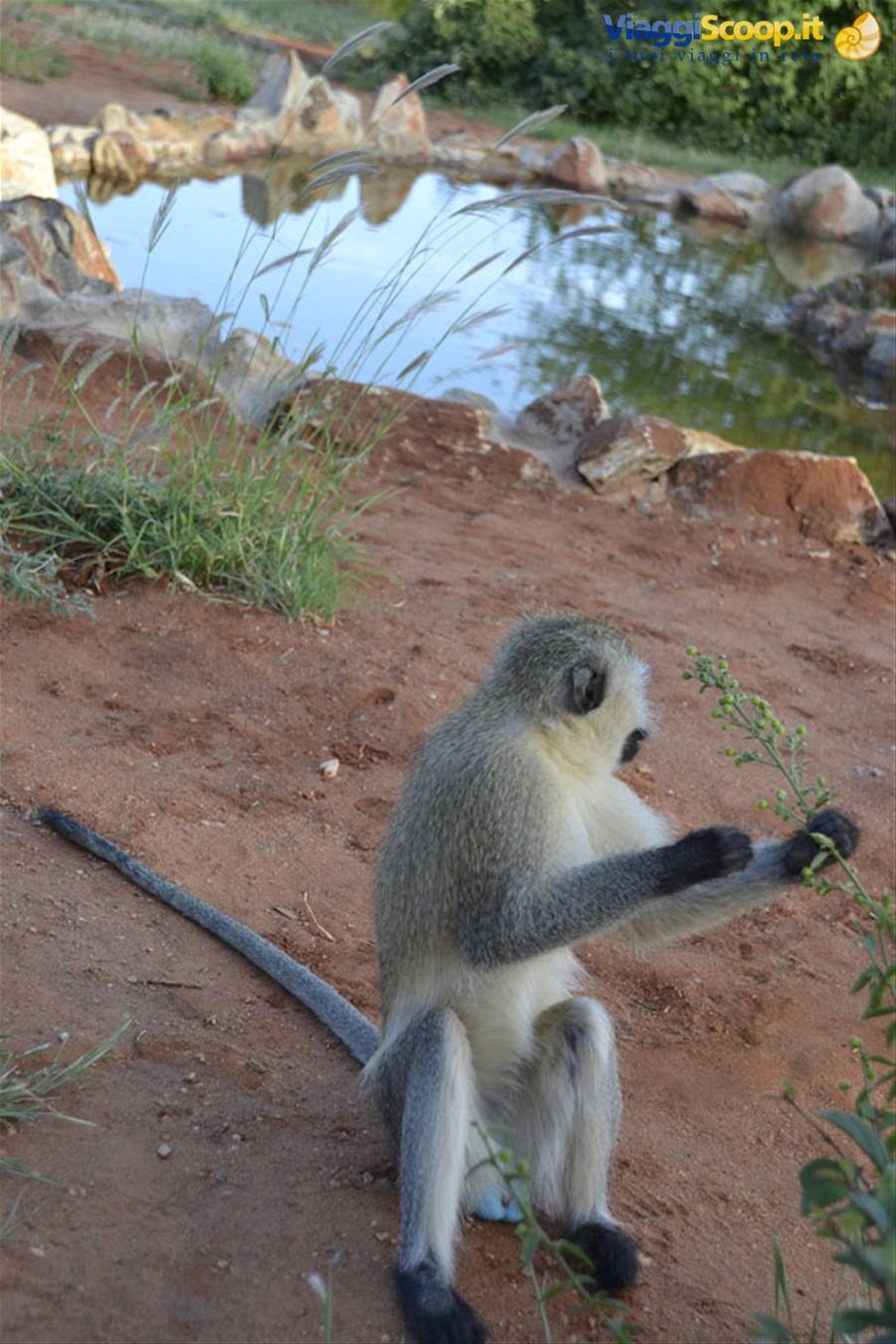 CERCOPITECO ALLO TSAVO MASHARIKI CAMP