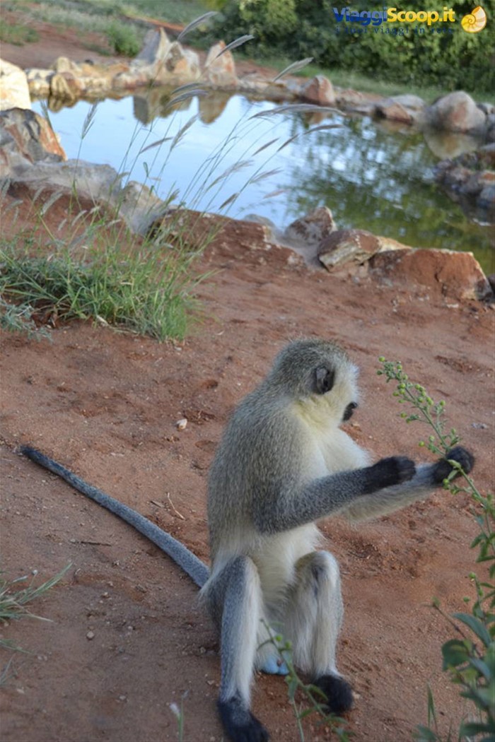 CERCOPITECO ALLO TSAVO MASHARIKI CAMP