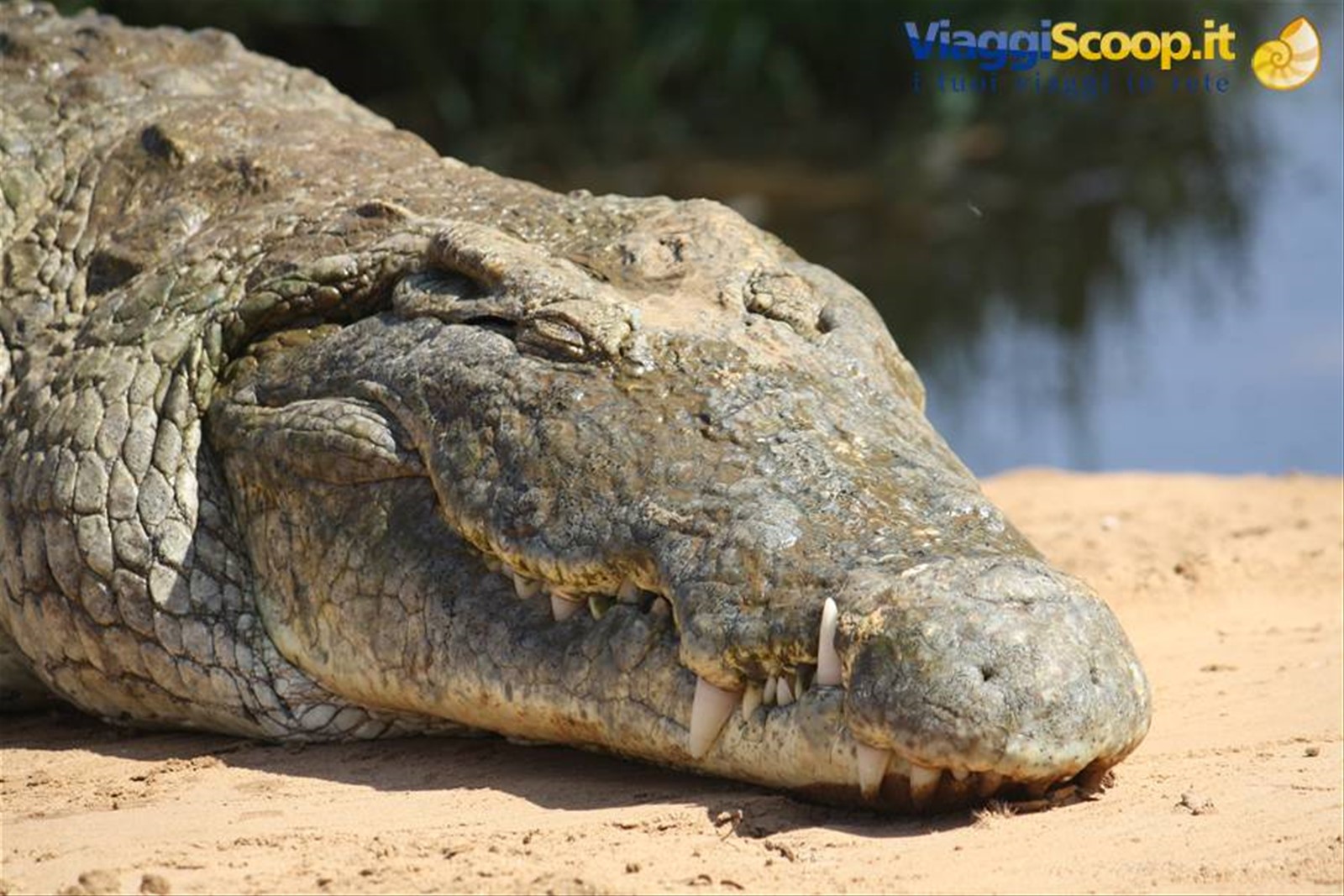 coccodrillo al Parco Tsavo East