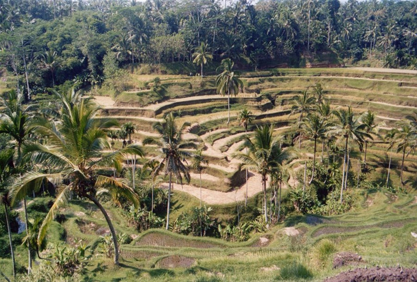 Foto di viaggio in INDONESIA