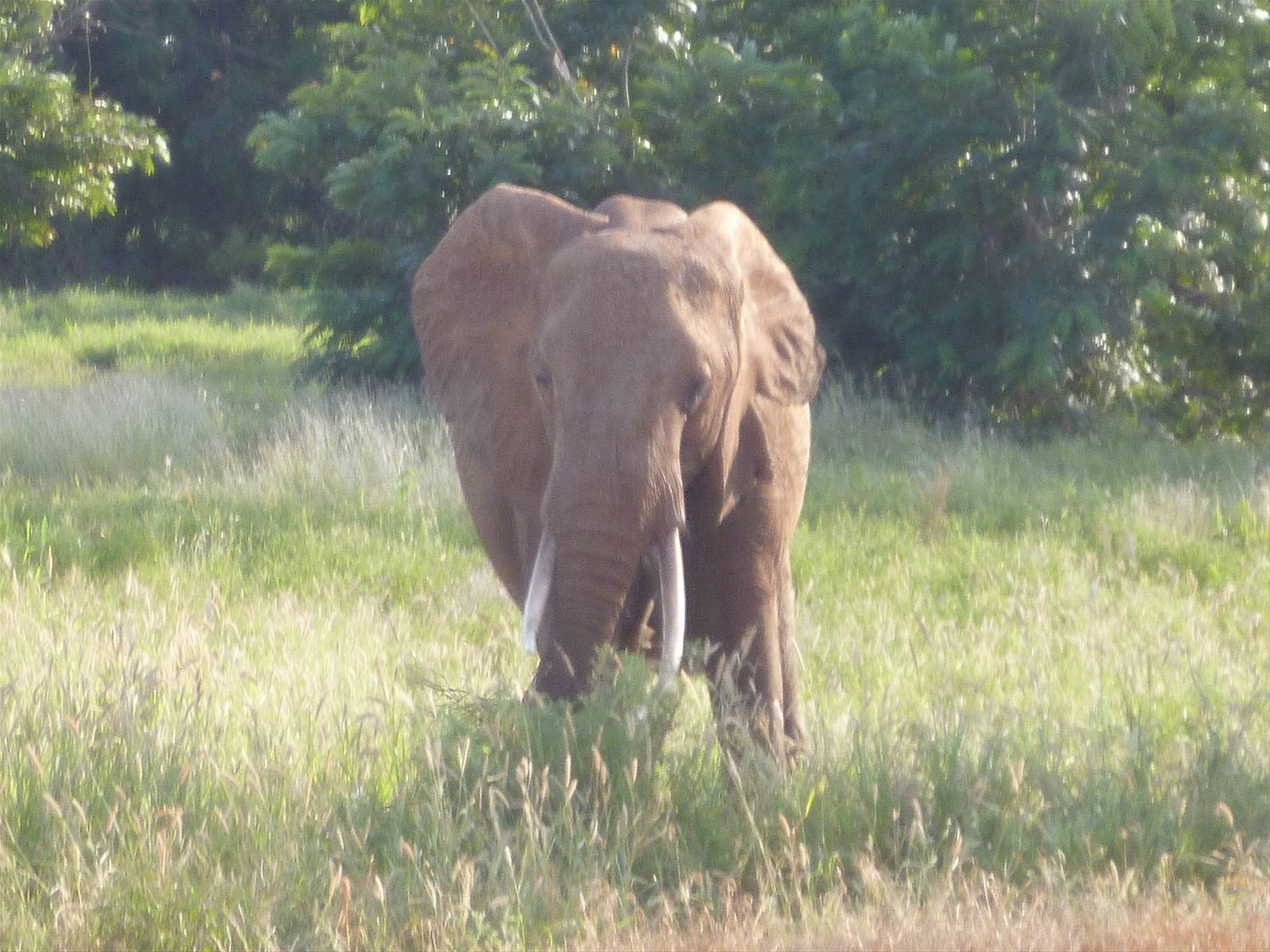 Elefante