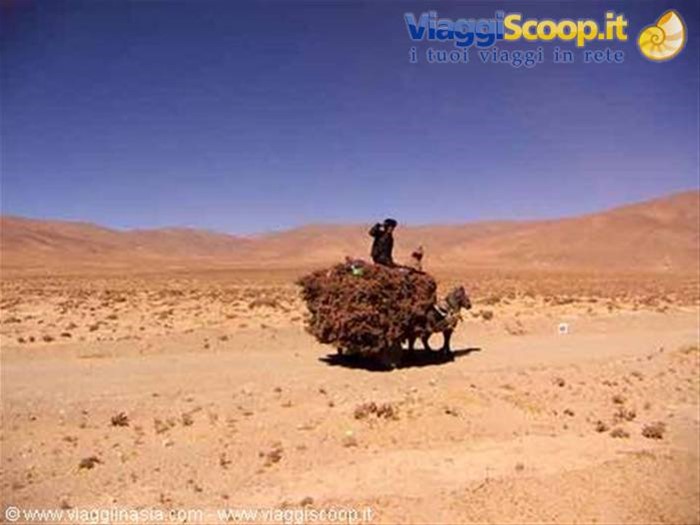 mezzo di trasporto nel deserto
