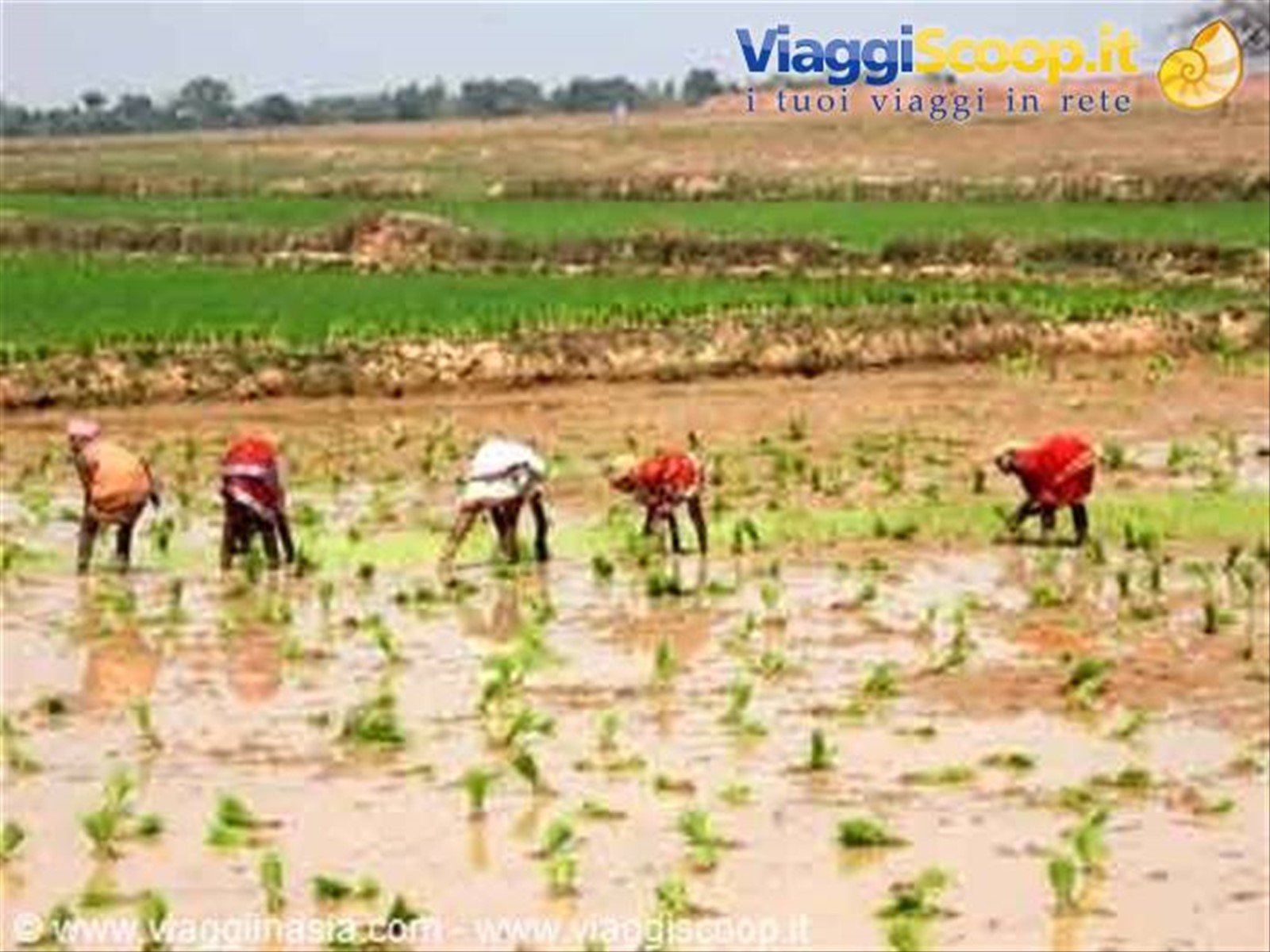 Foto di viaggio in INDIA