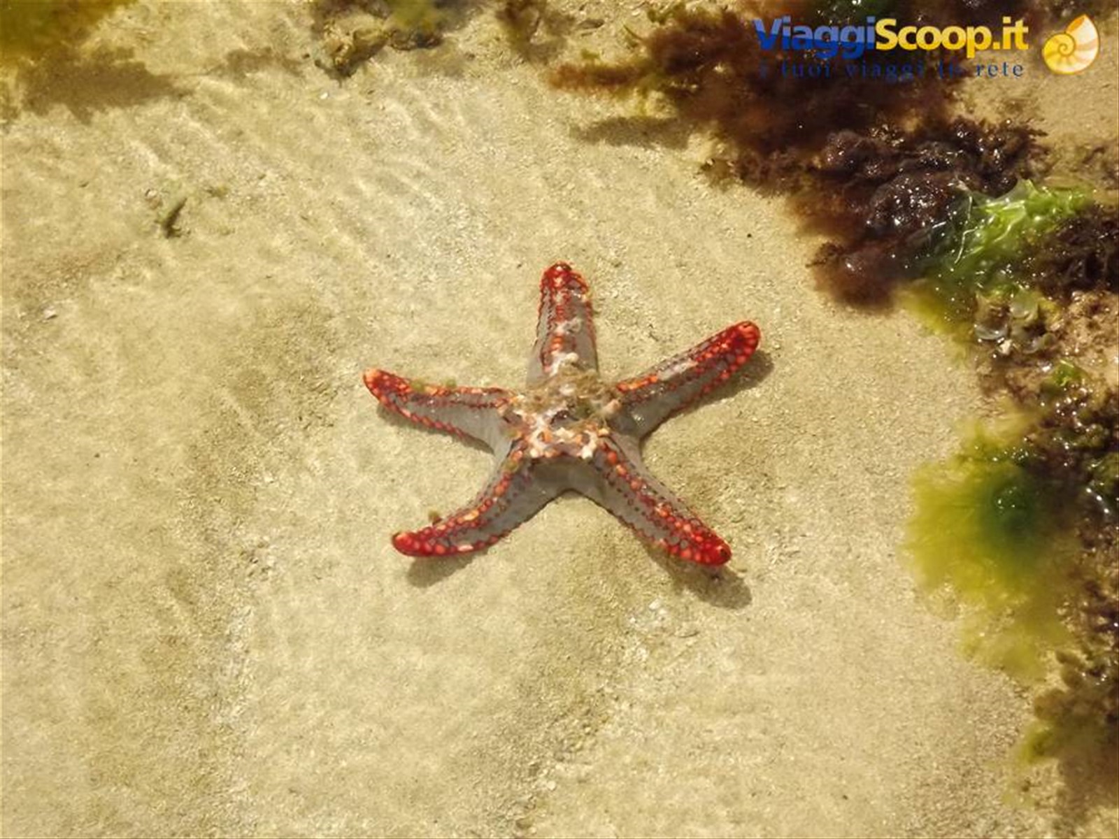 Malindi - Reef