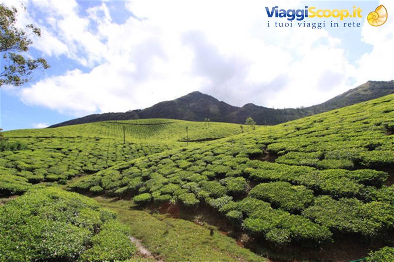 Piantagioni di té a Munnar