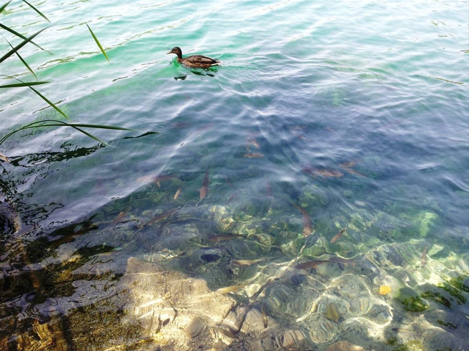 I laghi di Plitvice
