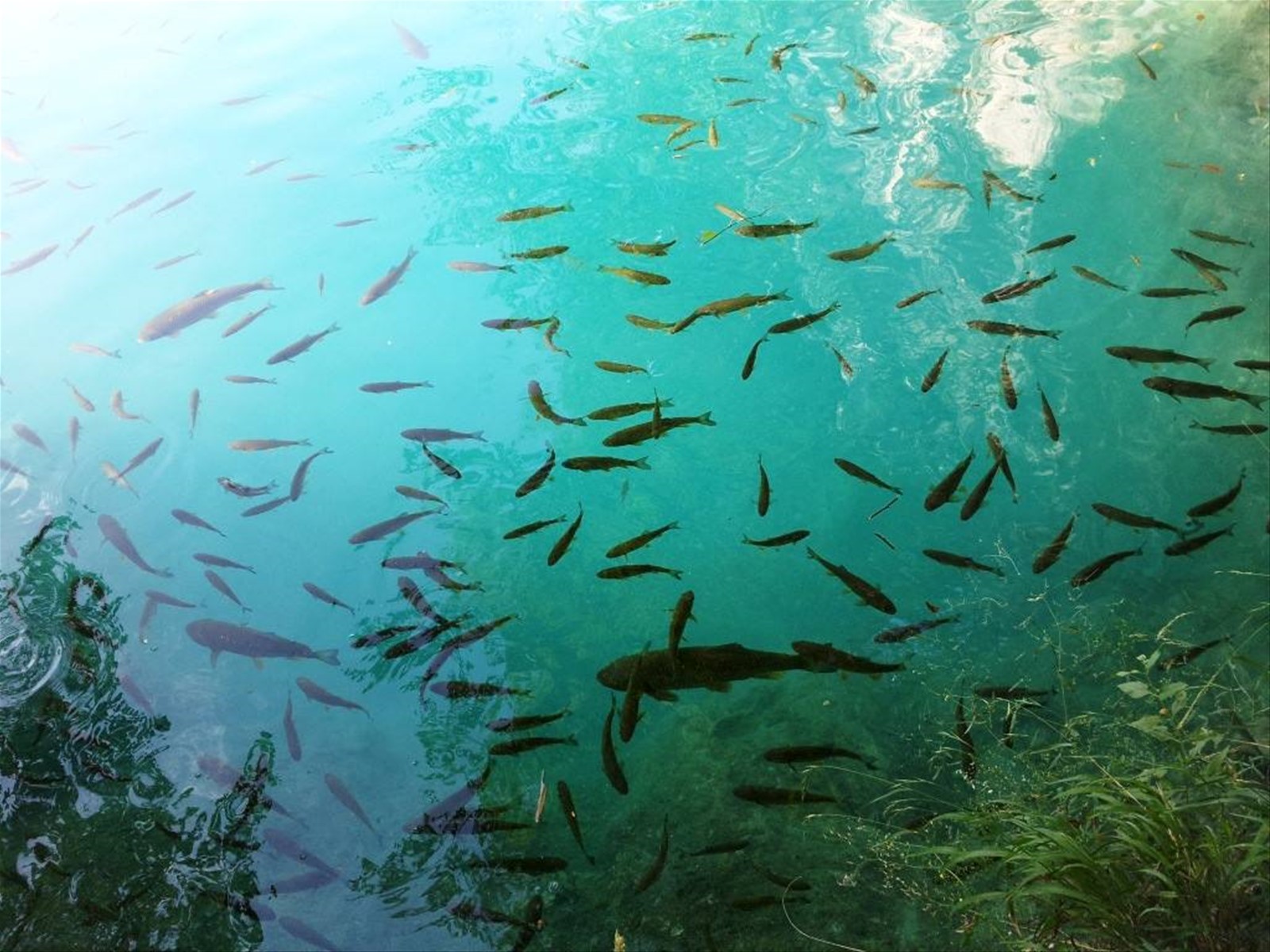 I laghi di Plitvice