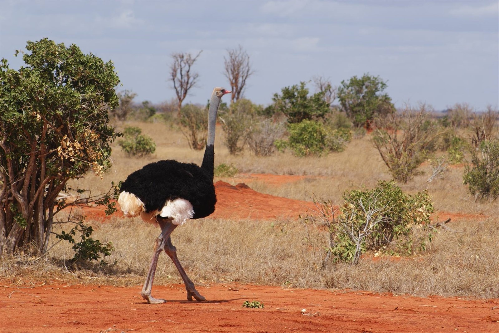 Foto di viaggio in KENYA