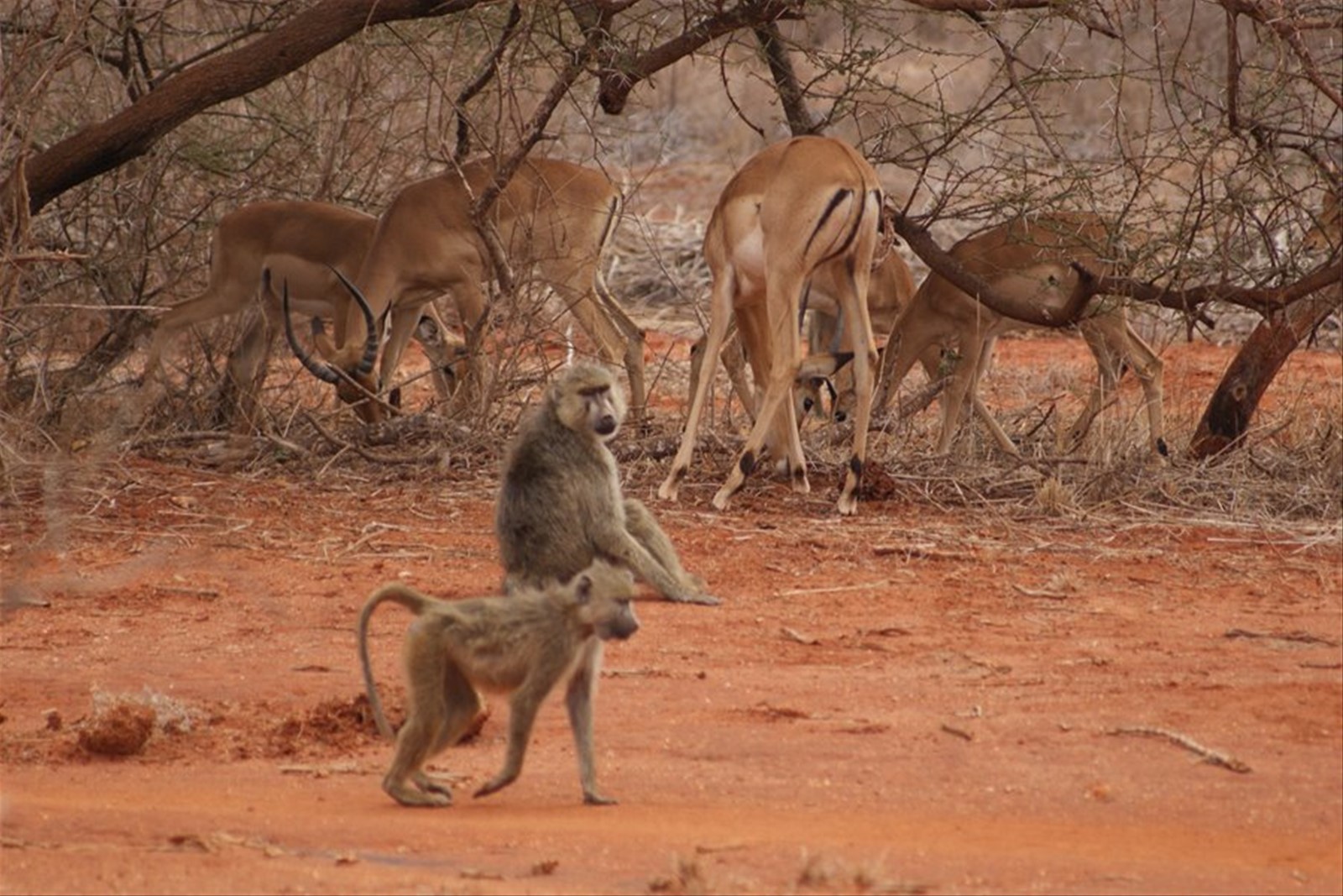 Foto di viaggio in KENYA
