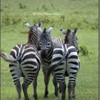 foto viaggio KENYA