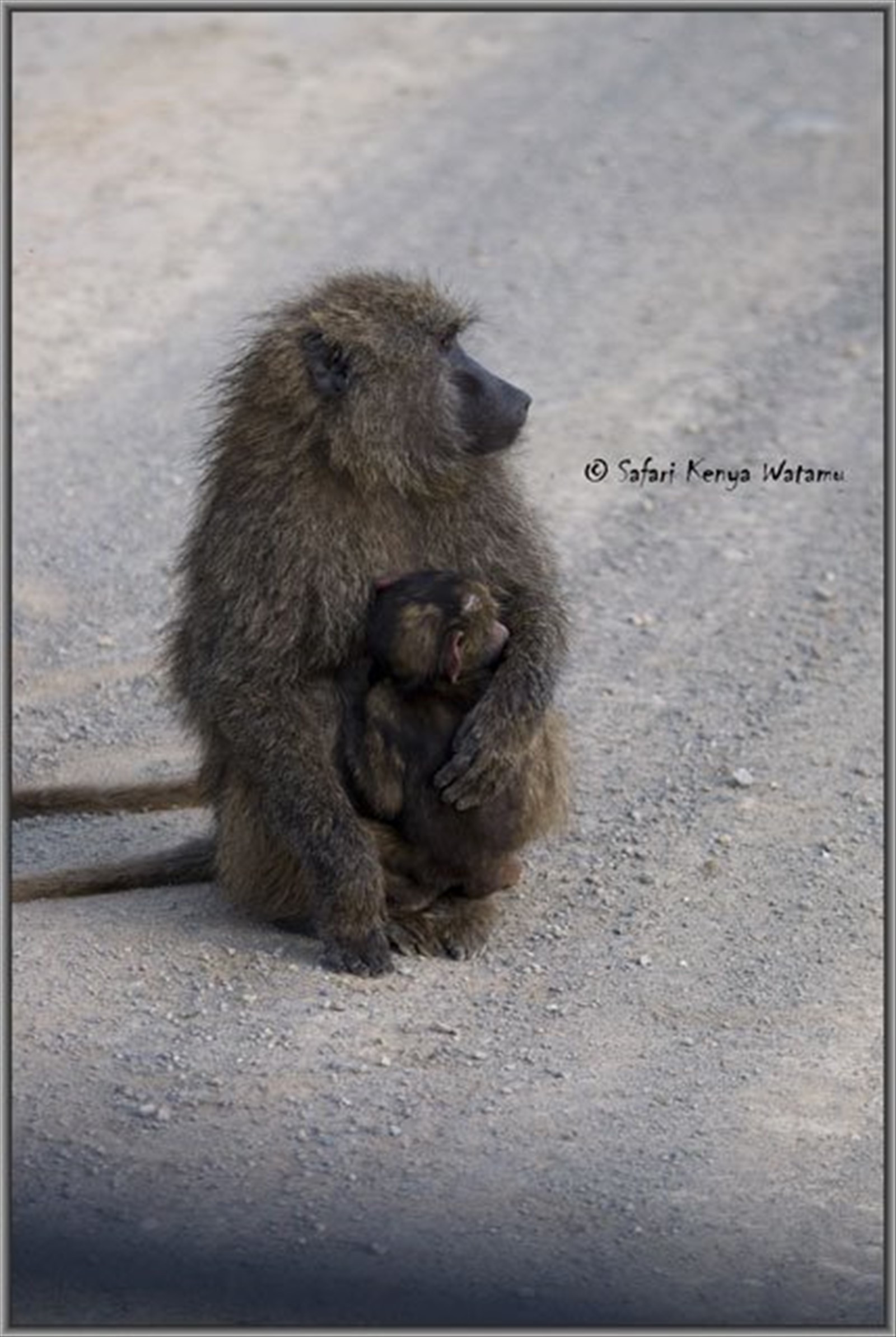 Babbuino con Cucciolo