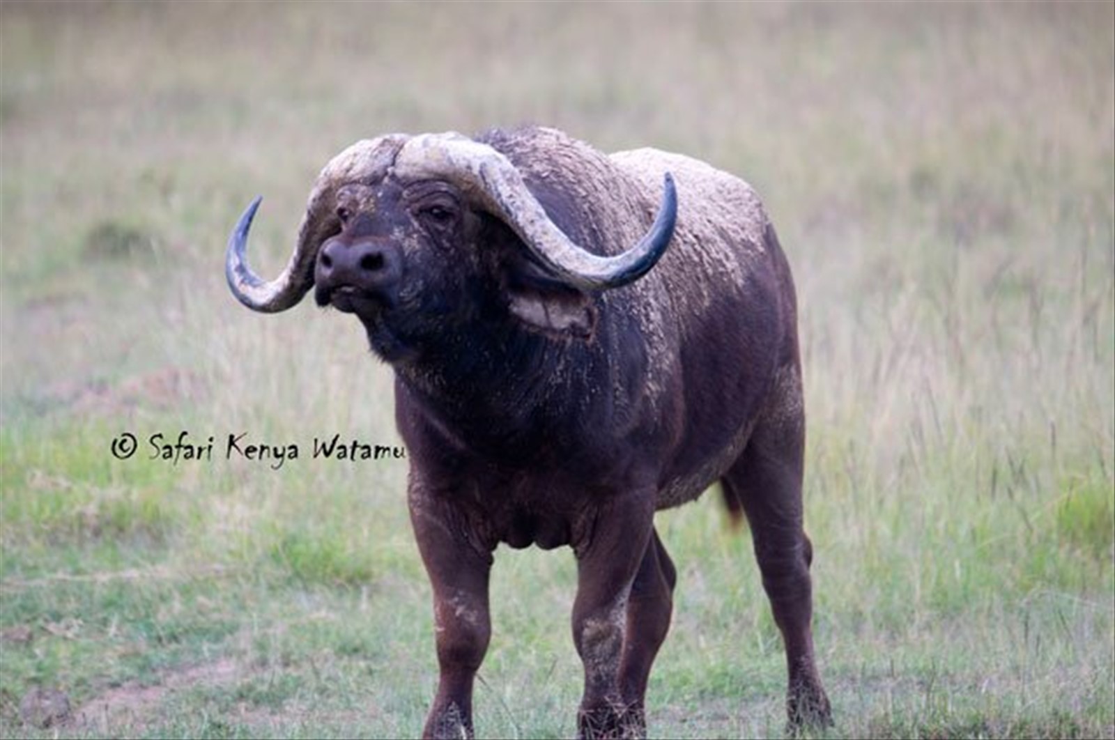 Bufalo