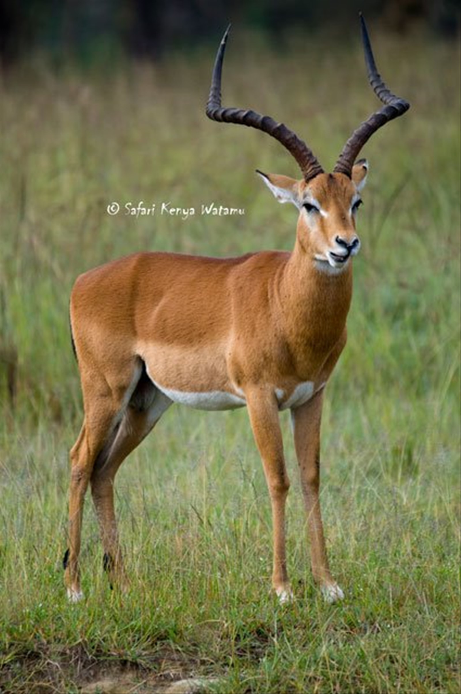 Antilope