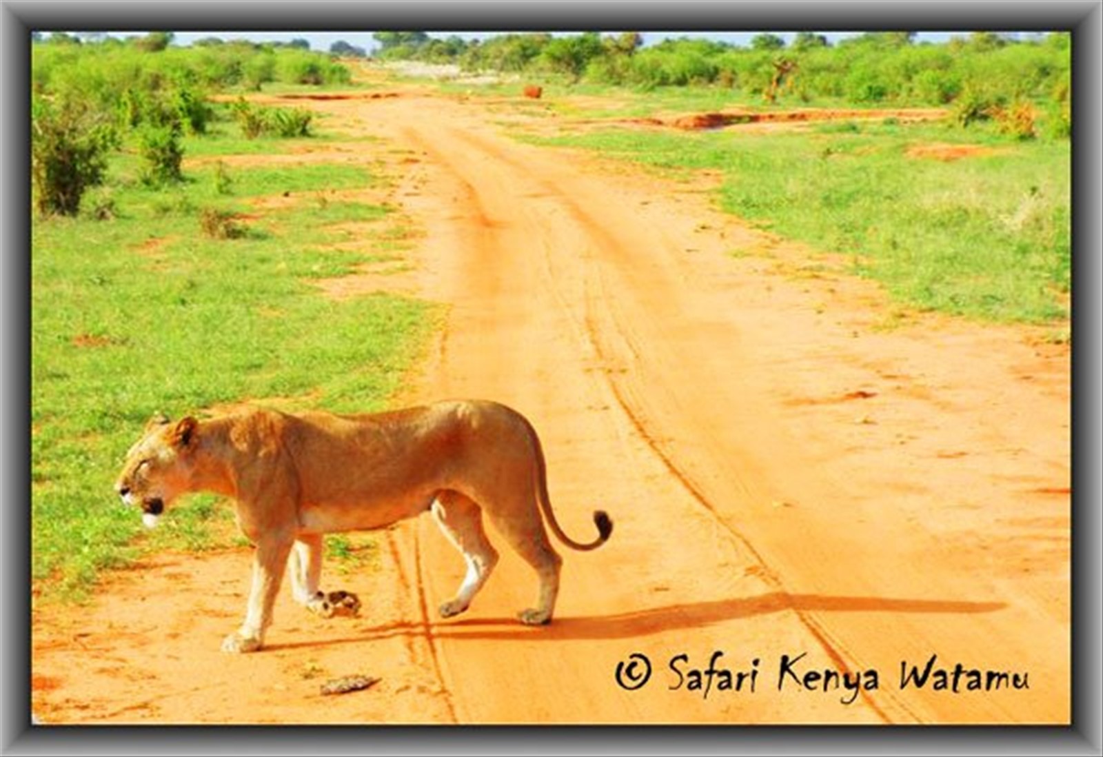 Leonessa allo Tsavo