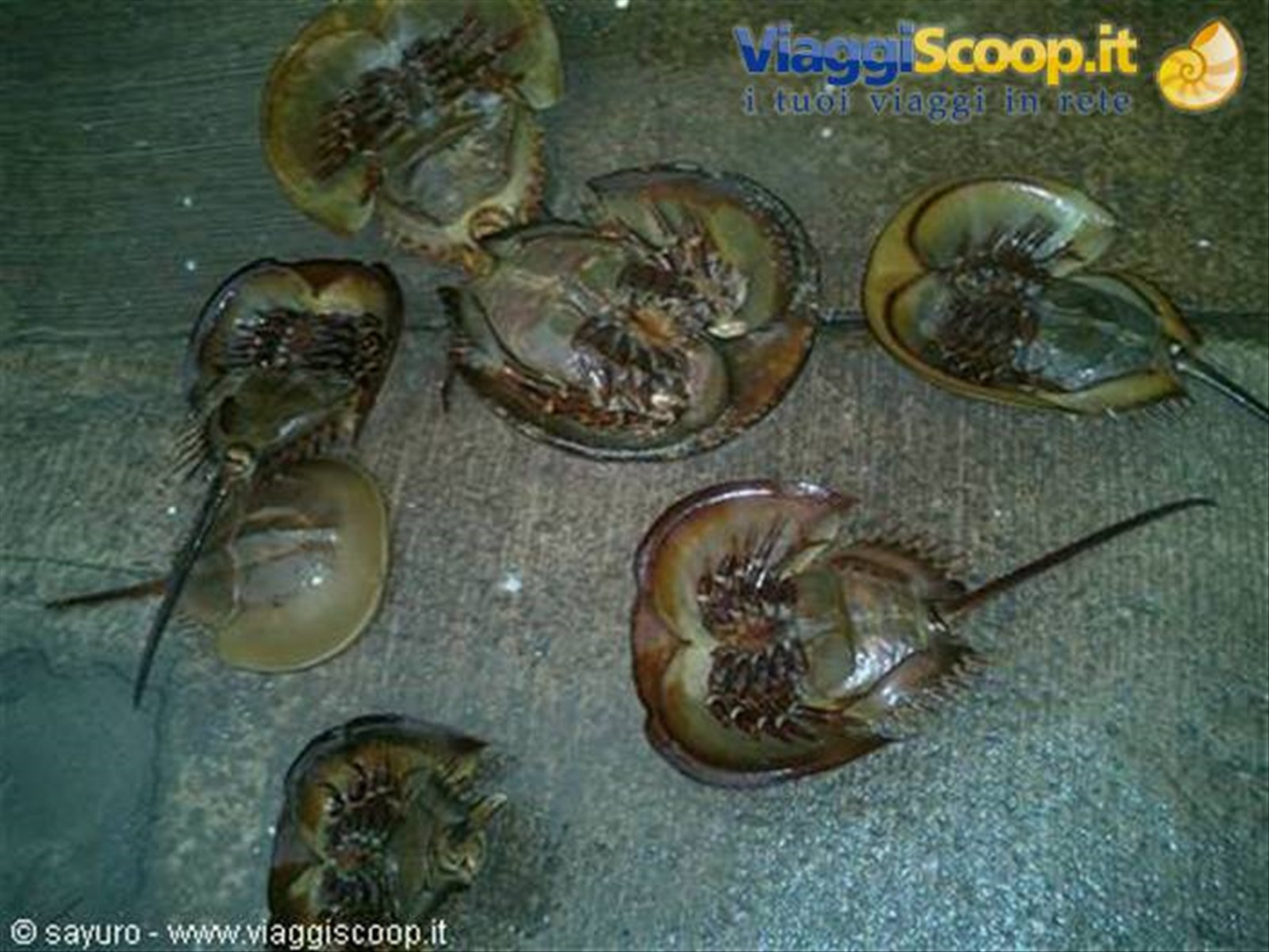 Aliens or seafood?