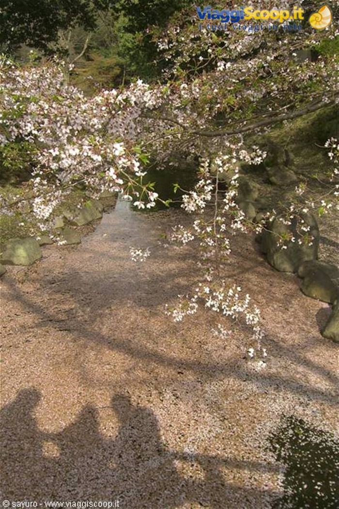 Cherry Blossom in Nara