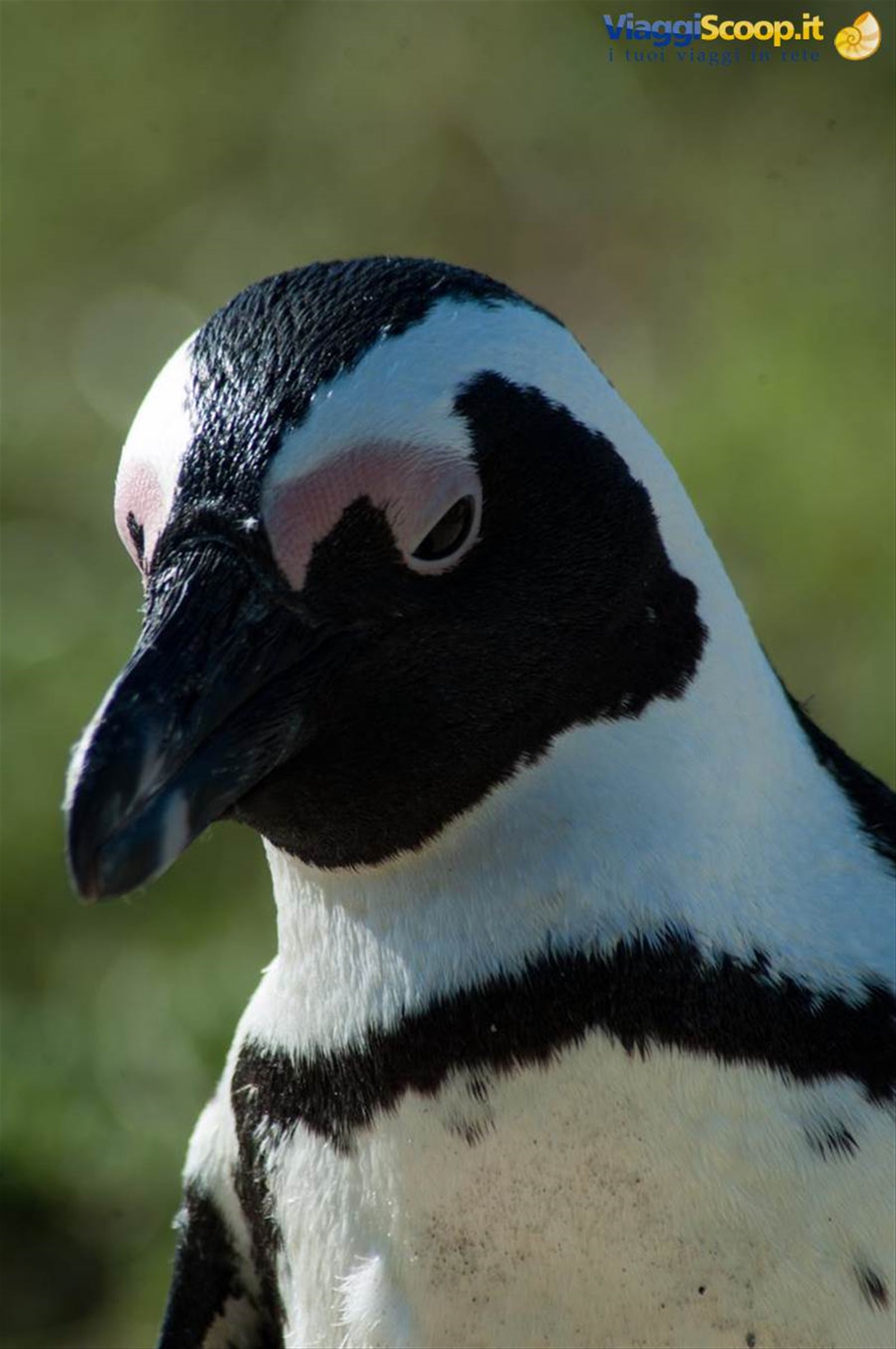 PINGUINI A CAPE TOWN