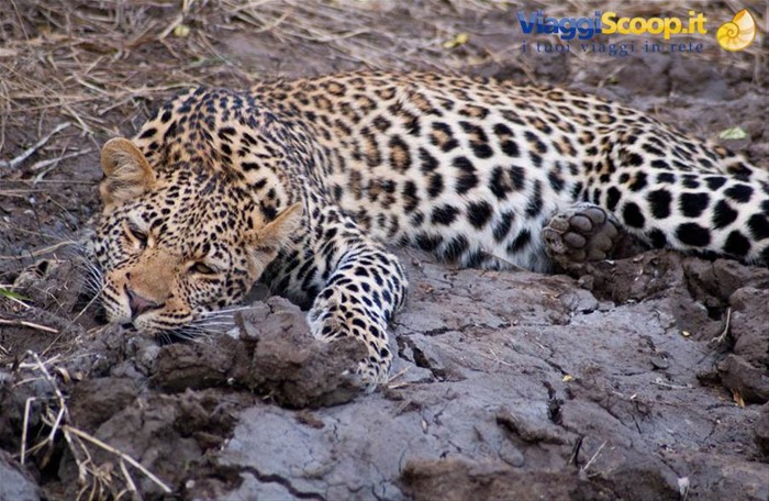 LEOPARDO IN RISERVA VICINO KRUGER