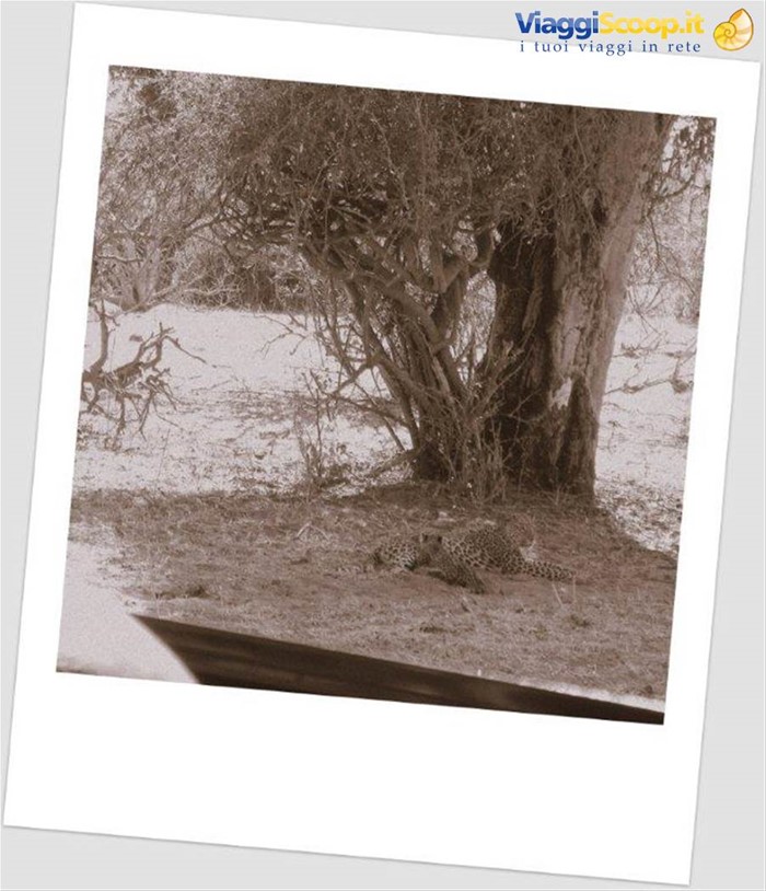LEOPARDO E CUCCIOLO AL CHOBE