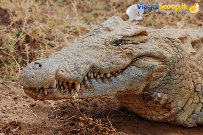 Coccodrillo - Tsavo Est