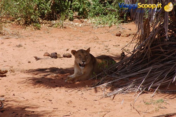 Leonessa - Tsavo Est