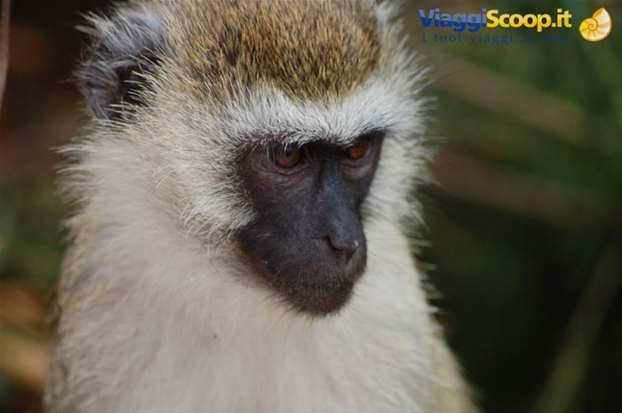 Monkey - Amboseli